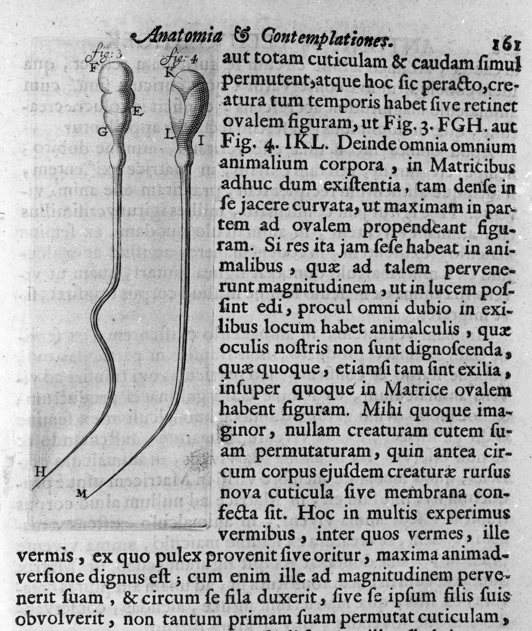 Reprezentacja plemników psów Opis wykonany przez holenderskiego kupca i naukowca Antoine van Leeuwenhoek (lub Leeuvenhoek Leeuwenhoeck) (lub Antoni lub Anthonie) (1632-1723). Grawer z „Investigatio Arcanorum” 1722 autorstwa Unknown artist