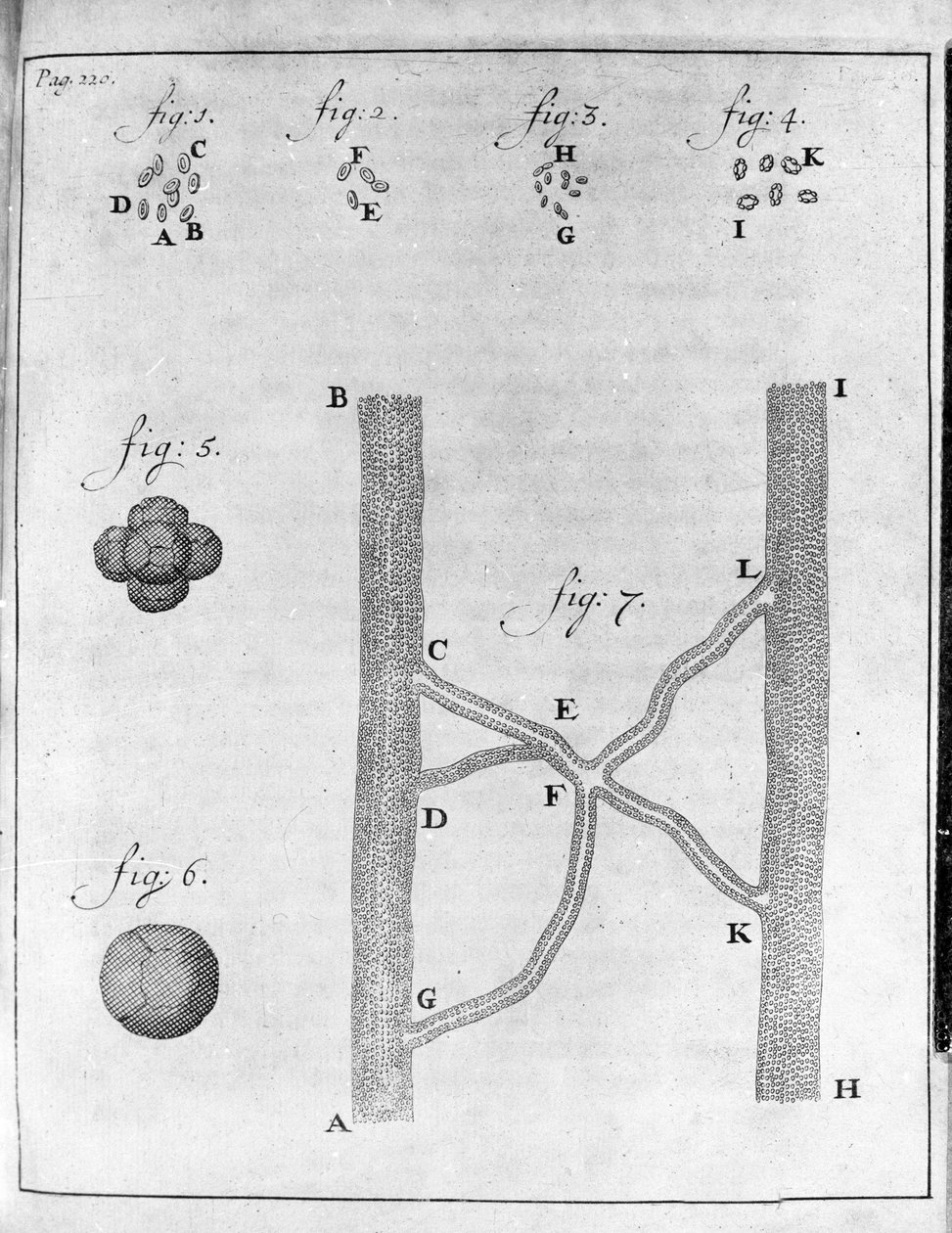 Reprezentacja krwinek (czerwonych krwinek) łososia i turbota Badanie holenderskiego kupca i przyrodnika Antoine van Leeuwenhoek (lub Leeuvenhoek lub Leeuwenhoeck) (lub Antoni lub Anthonie) (1632-1723) Rycina z „Epistolae ad Societatem Regiam Angliam” 17 autorstwa Unknown artist