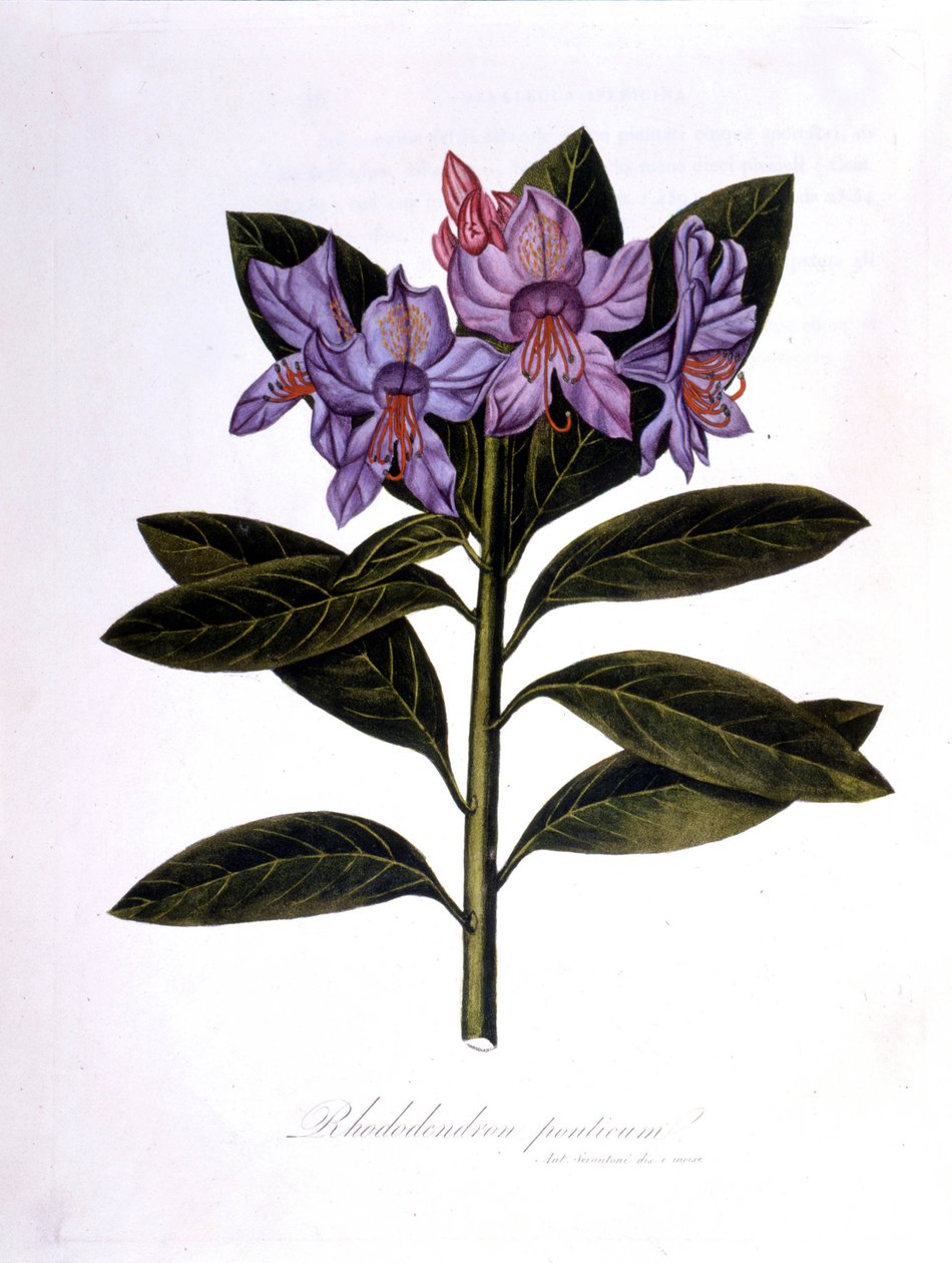 Rododendron (Mosty rododendronów). autorstwa Unknown artist