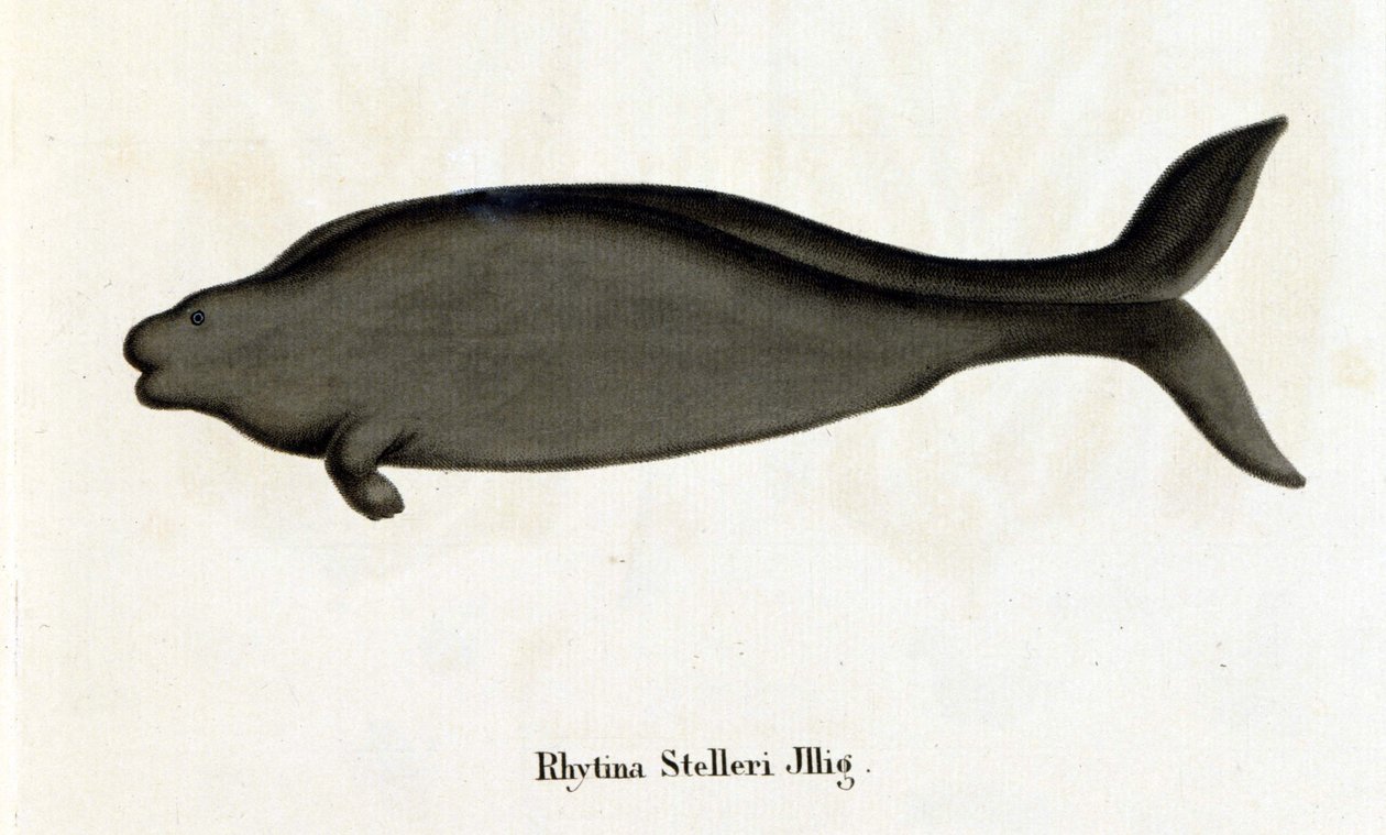 Rhytina Stelleri zwana także krową morską Steller, okaz zaginął w XVIII wieku. autorstwa Unknown artist