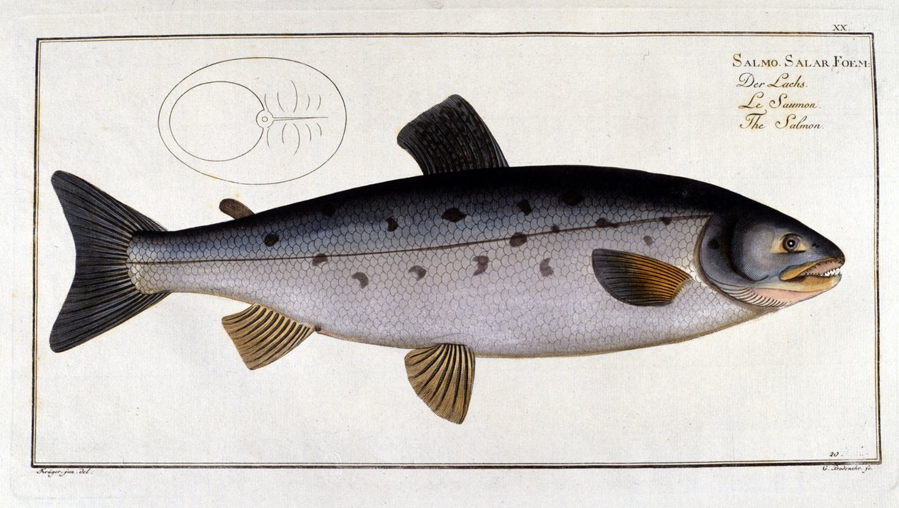 Łosoś (Salmo salar) Marc Elieser Bloch Ichtyologie Paryż - Berlin - Londyn 1787. autorstwa Unknown artist