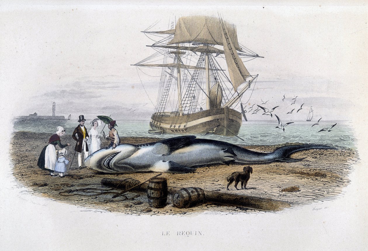 Połów rekinów - w „Historii naturalnej Lacepède”” autorstwa Unknown artist