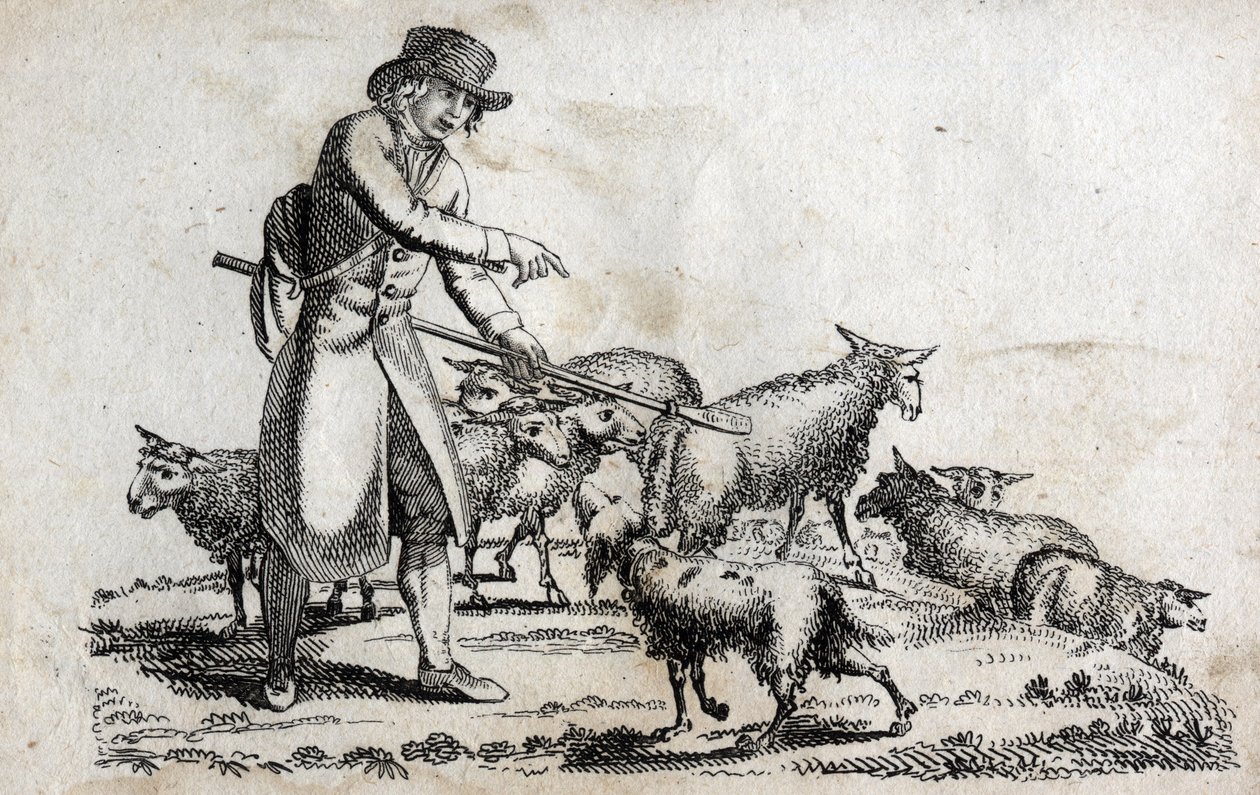 Pasterz ze swoim stadem owiec. Grawerowanie pod koniec XVIII wieku. Prywatna kolekcja. autorstwa Unknown artist