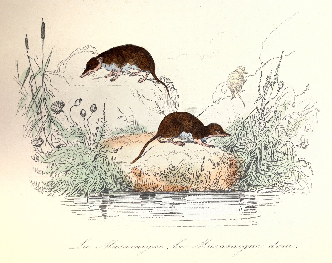 Ryjówka i ryjówka wodna sklasyfikowane według nomenklatury Linneusza i Cuviera (rycina) autorstwa Unknown artist