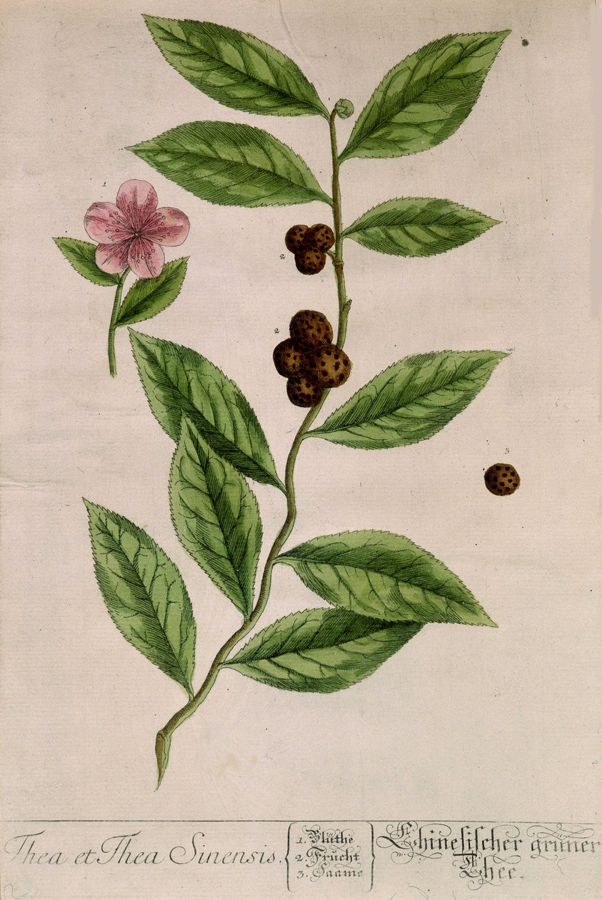 Herbata Sinensis - deska botaniczna autorstwa Unknown artist