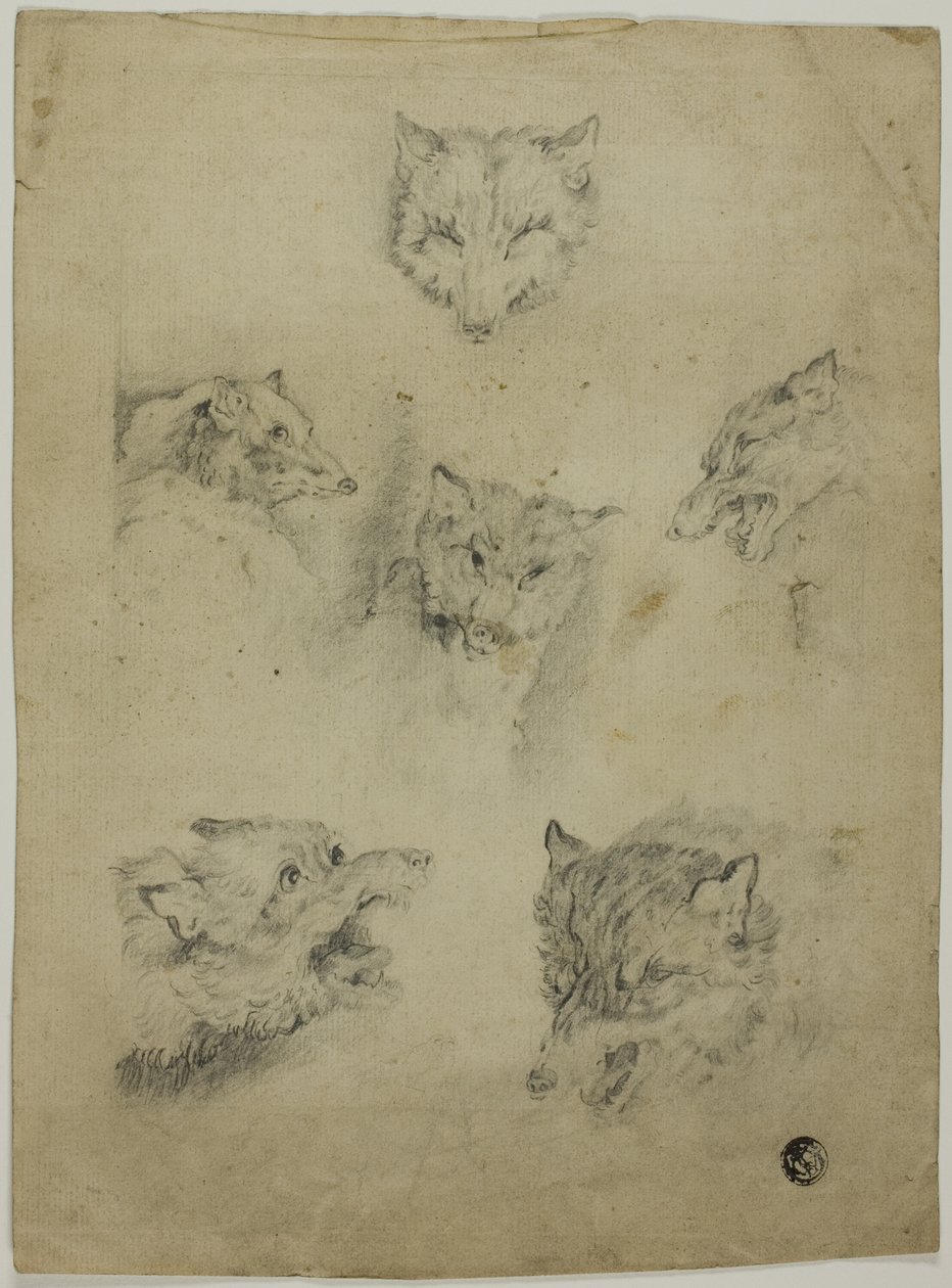 Sześć szkiców głów wilka autorstwa Unknown artist