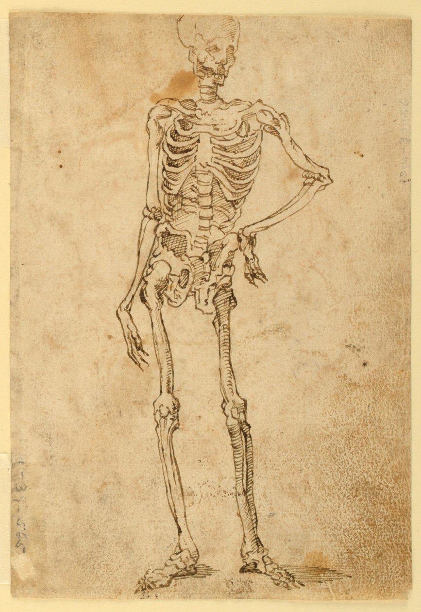 Szkielet autorstwa Unknown artist
