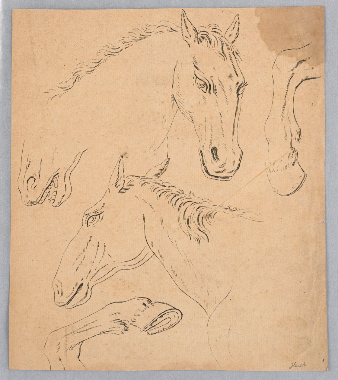 Szkice łbów i kopyt konia autorstwa Unknown artist