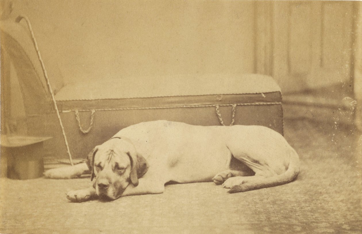 [Sleeping Dog] autorstwa Unknown artist