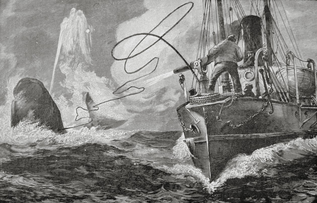 Parowce jako wielorybniki autorstwa Unknown artist