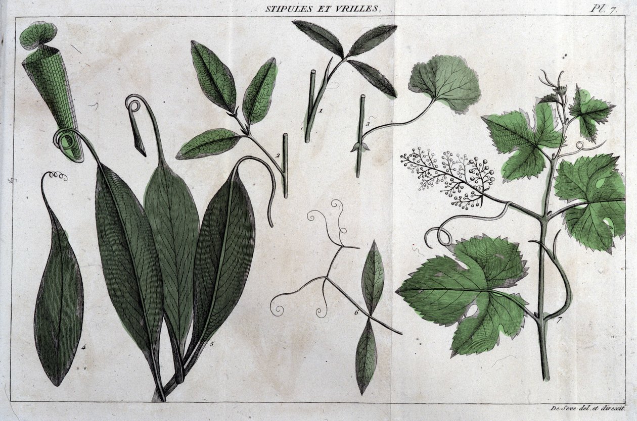 Listki i wąsy: w „Flora Françoise”, czyli krótki opis wszystkich roślin, które rosną naturalnie we Francji, ułożone według nowej metody analizy, do której przytoczono ich najmniej dwuznaczne cnoty w medycynie i ich przydatność w autorstwa Unknown artist