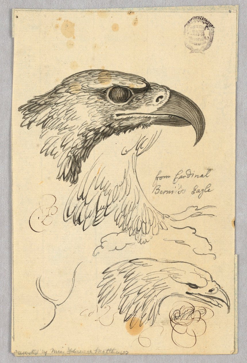 Studia o dwóch głowach orła i jednym skrzydle, od Orła kardynała Bernisa autorstwa Unknown artist