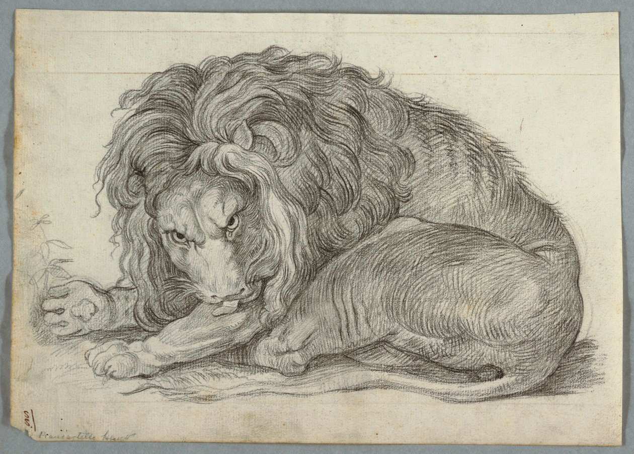 Studium lwa autorstwa Unknown artist