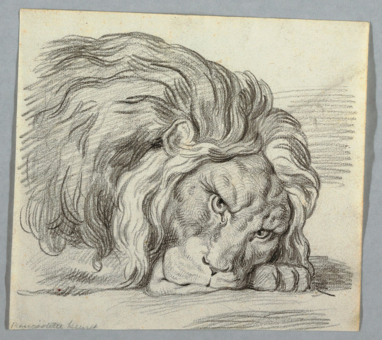 Studium lwa autorstwa Unknown artist