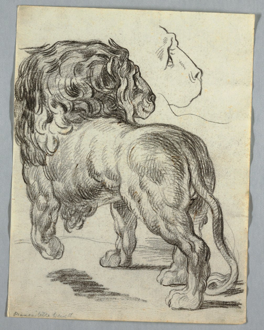 Studium lwa autorstwa Unknown artist
