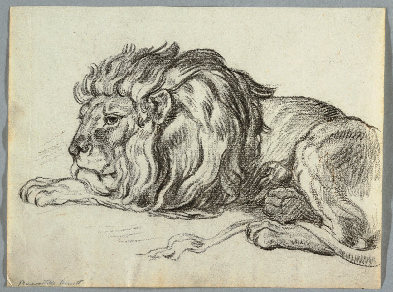 Studium lwa autorstwa Unknown artist