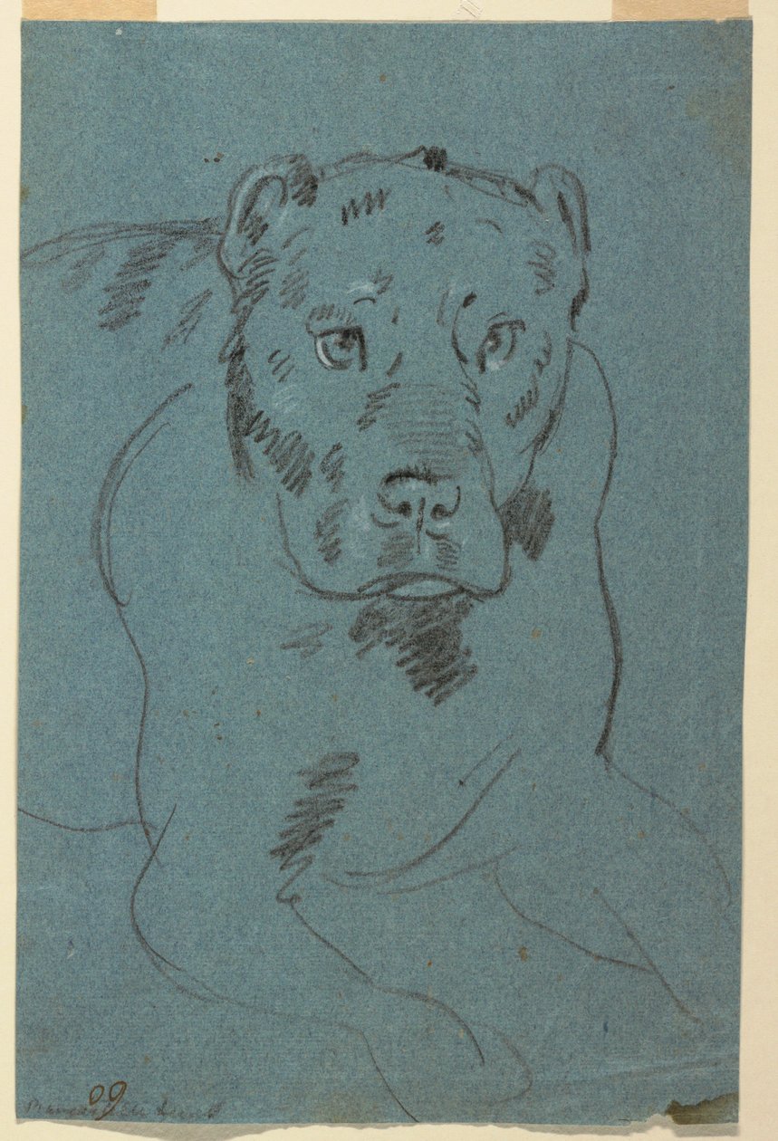 Studium lwicy autorstwa Unknown artist