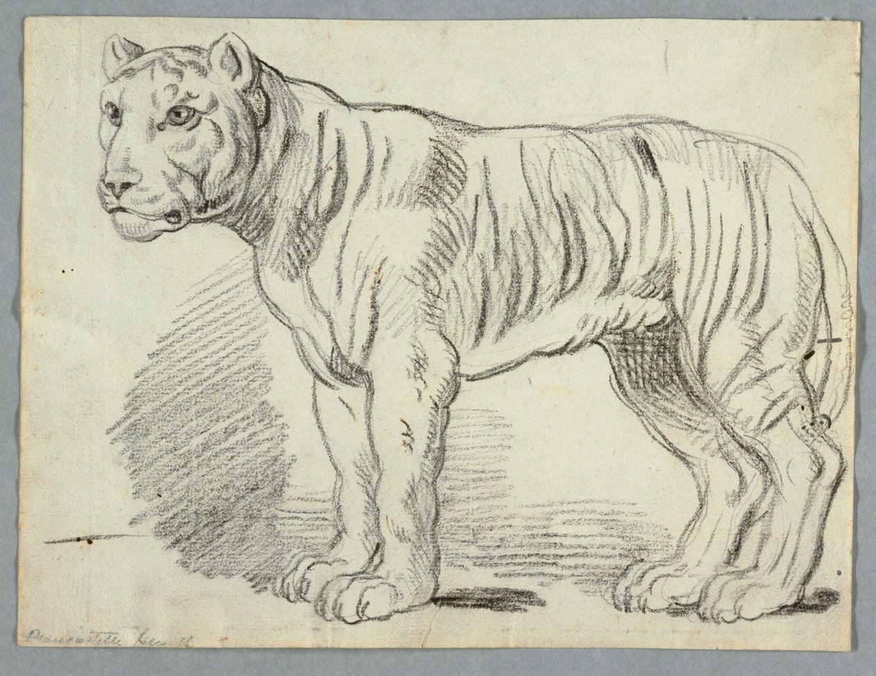 Studium tygrysa autorstwa Unknown artist