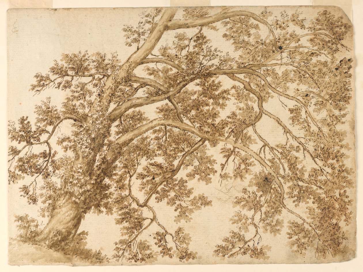 Studium drzewa autorstwa Unknown artist