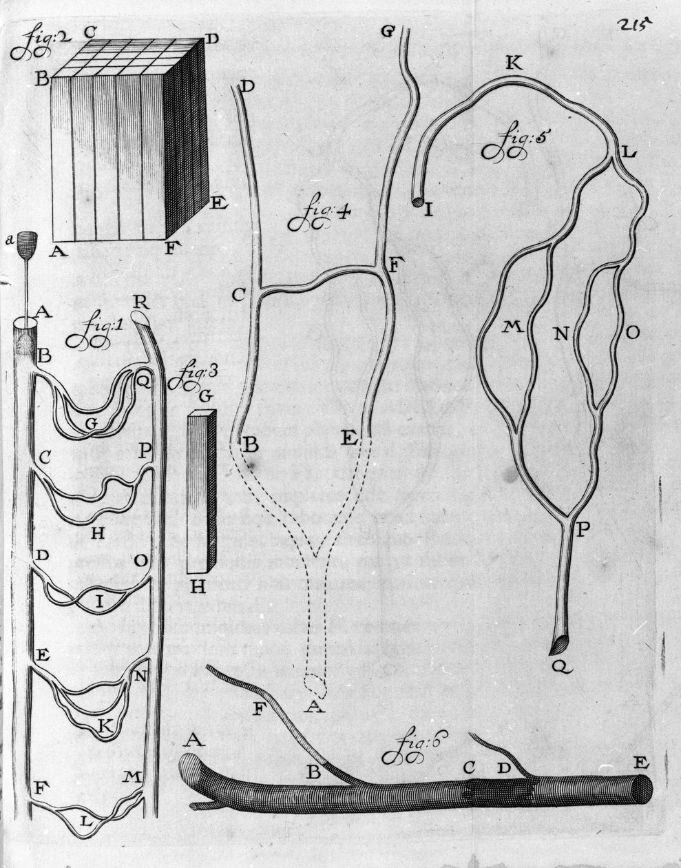 Badanie krążenia krwi u latających ryb i innych zwierząt Opis holenderskiego kupca i naukowca Antoine van Leeuwenhoek (lub Leeuvenhoek Leeuwenhoeck) (lub Antoni lub Anthonie) (1632-1723) Rycina z „Arcana Natura Detecta” 1695. autorstwa Unknown artist