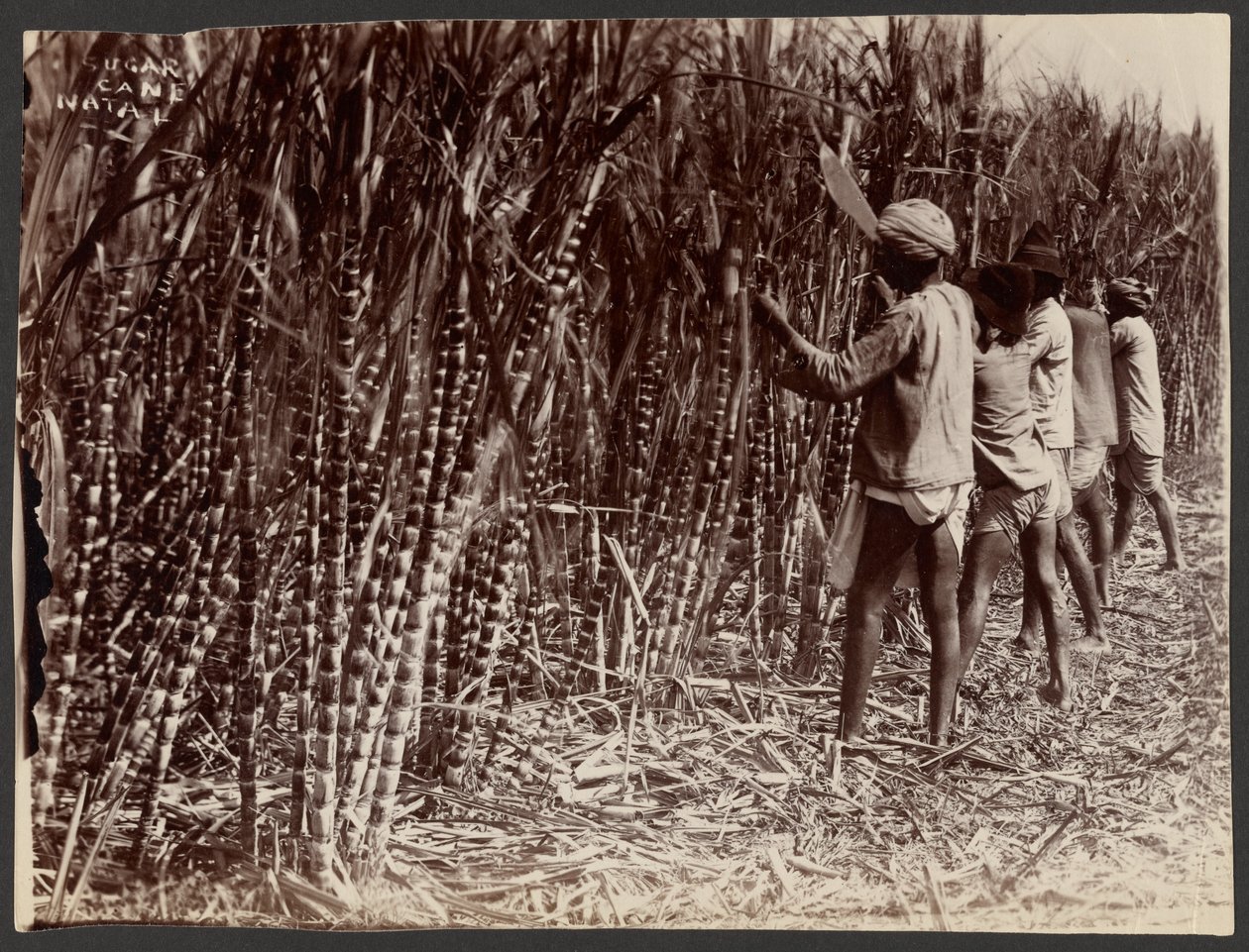 Trzcina cukrowa, Natal autorstwa Unknown artist