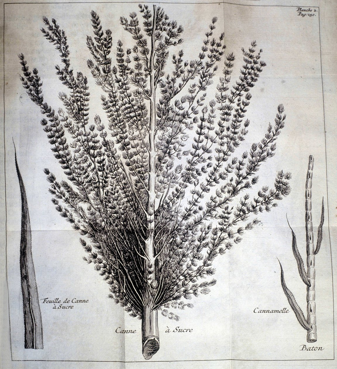 Trzcina cukrowa z liściem i patyczkiem - W „Historii naturalnej kakao i cukru”” autorstwa Unknown artist