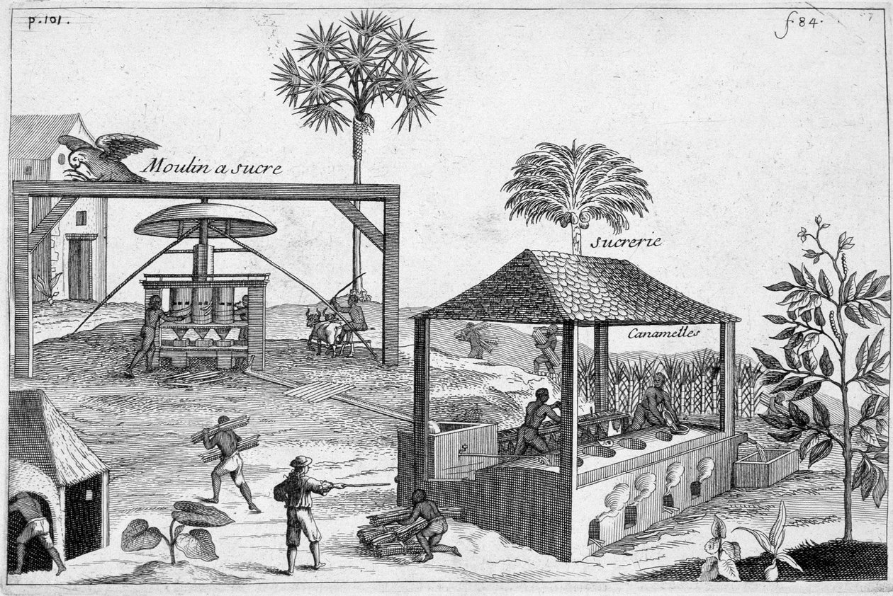 Produkcja cukru: Cukrownia i cukrownia - w „Ogólnej historii narkotyków, prostych i złożonych” autorstwa Pomet autorstwa Unknown artist