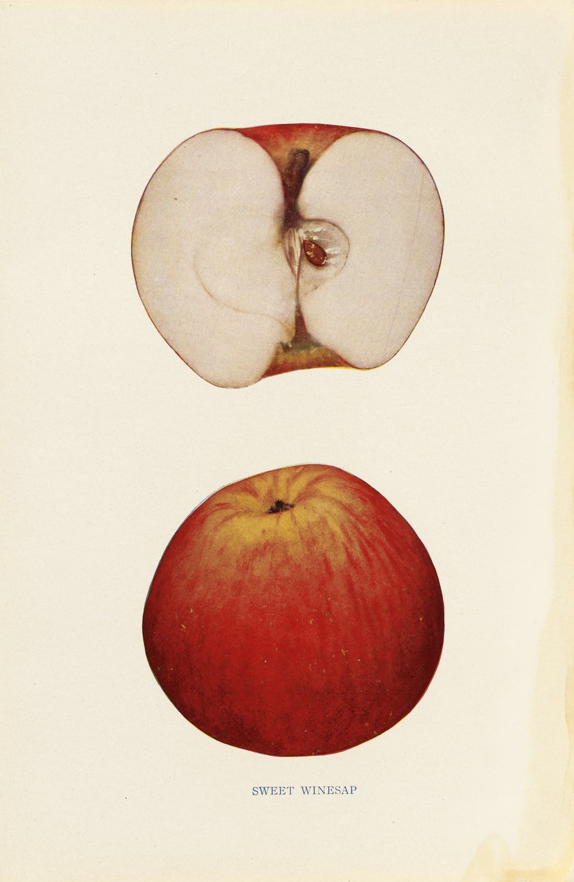 Sweet Winesap autorstwa Unknown artist