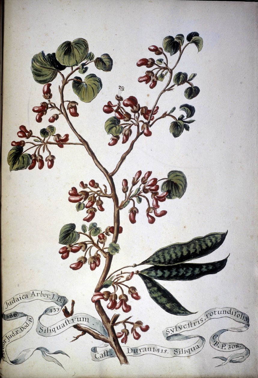 Sylvestris rotundifolia. Zielnik z XIX wieku. autorstwa Unknown artist