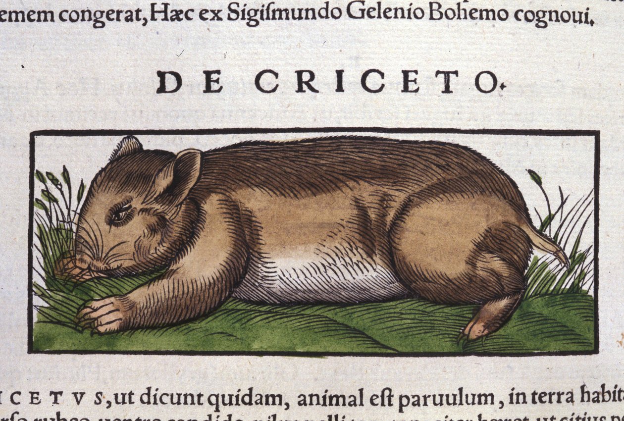 Chomik w historii zwierząt Conrada Gesnera (1516-1565), Tiguri autorstwa Unknown artist