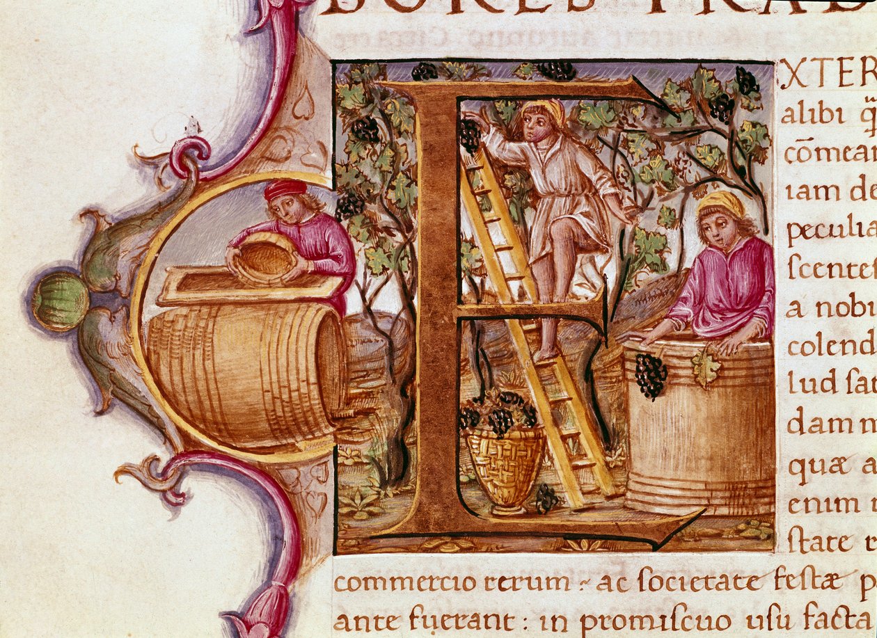 Lettryna żniwna z rękopisu „Historia naturalna” rzymskiego pisarza i przyrodnika Pliniusza Starszego (23-79 ne) XV-wieczna Wenecja Biblioteca Marciana autorstwa Unknown artist