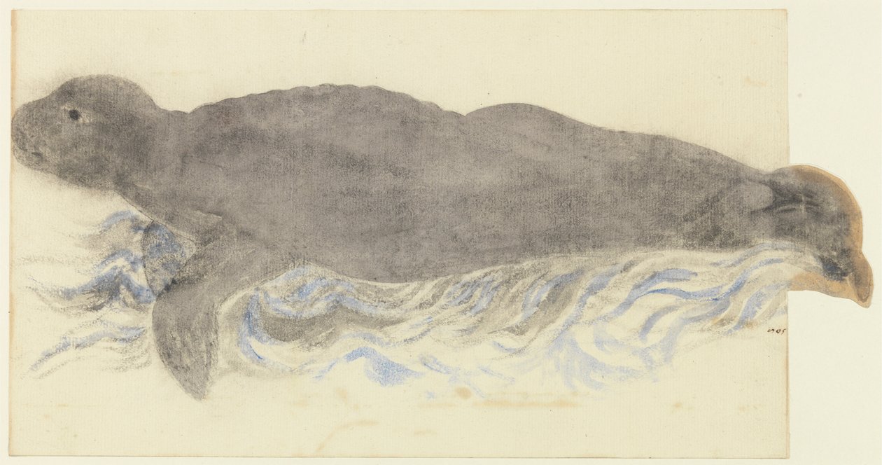 Mnicha Seal-Monachus monachus autorstwa Unknown artist