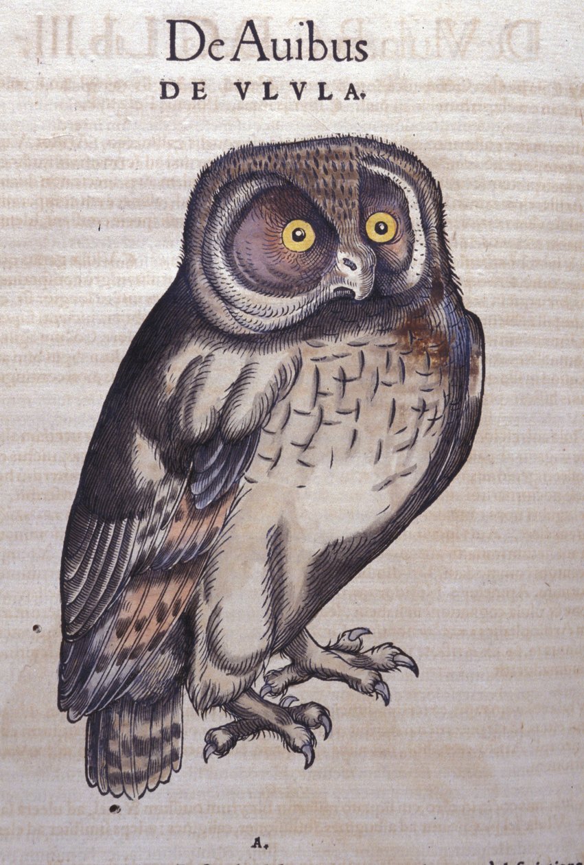 Sowa w historii zwierząt Conrada Gesnera (1516-1565), Tiguri autorstwa Unknown artist