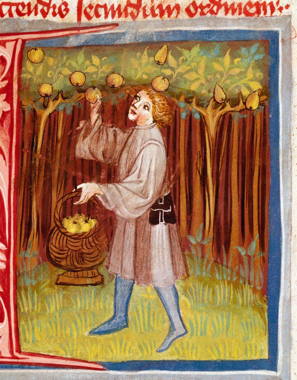 Zbieranie miniaturowych owoców z ""Rustician czyli Księga o wsi i zyskach wiejskich" autorstwa Unknown artist