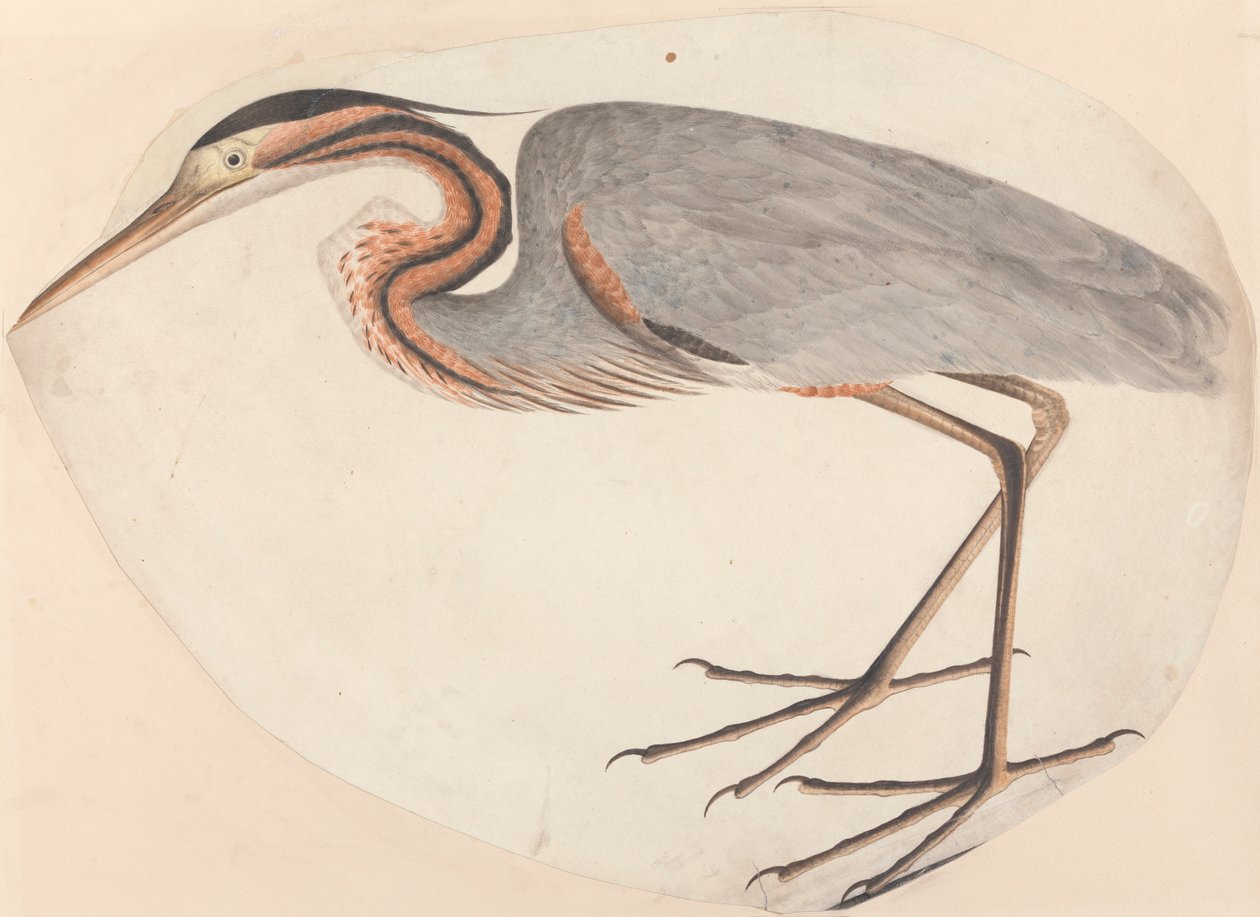Purpurowa Czapla autorstwa Unknown artist