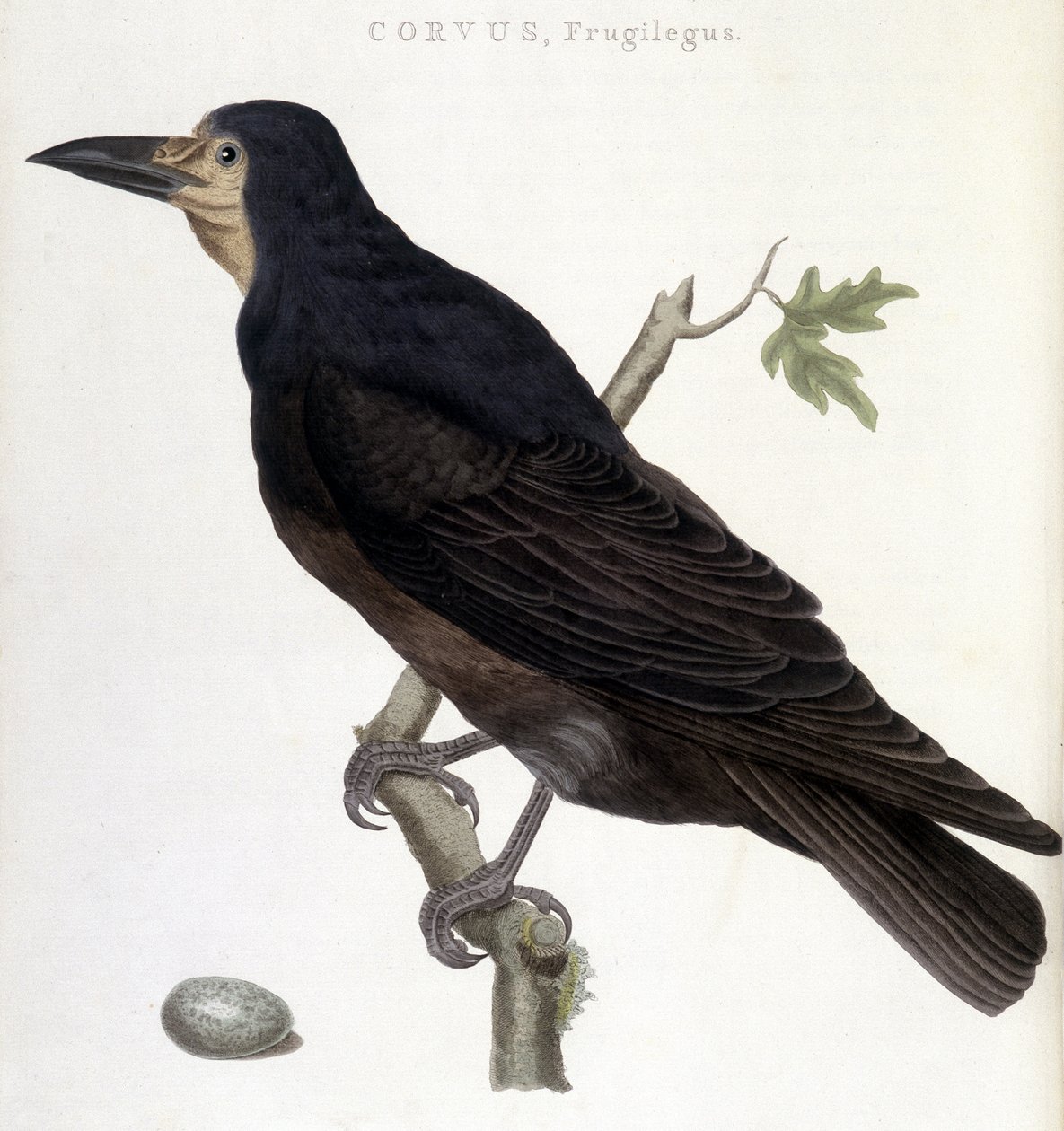 Raven Fruglegus - tablica historii naturalnej autorstwa Unknown artist
