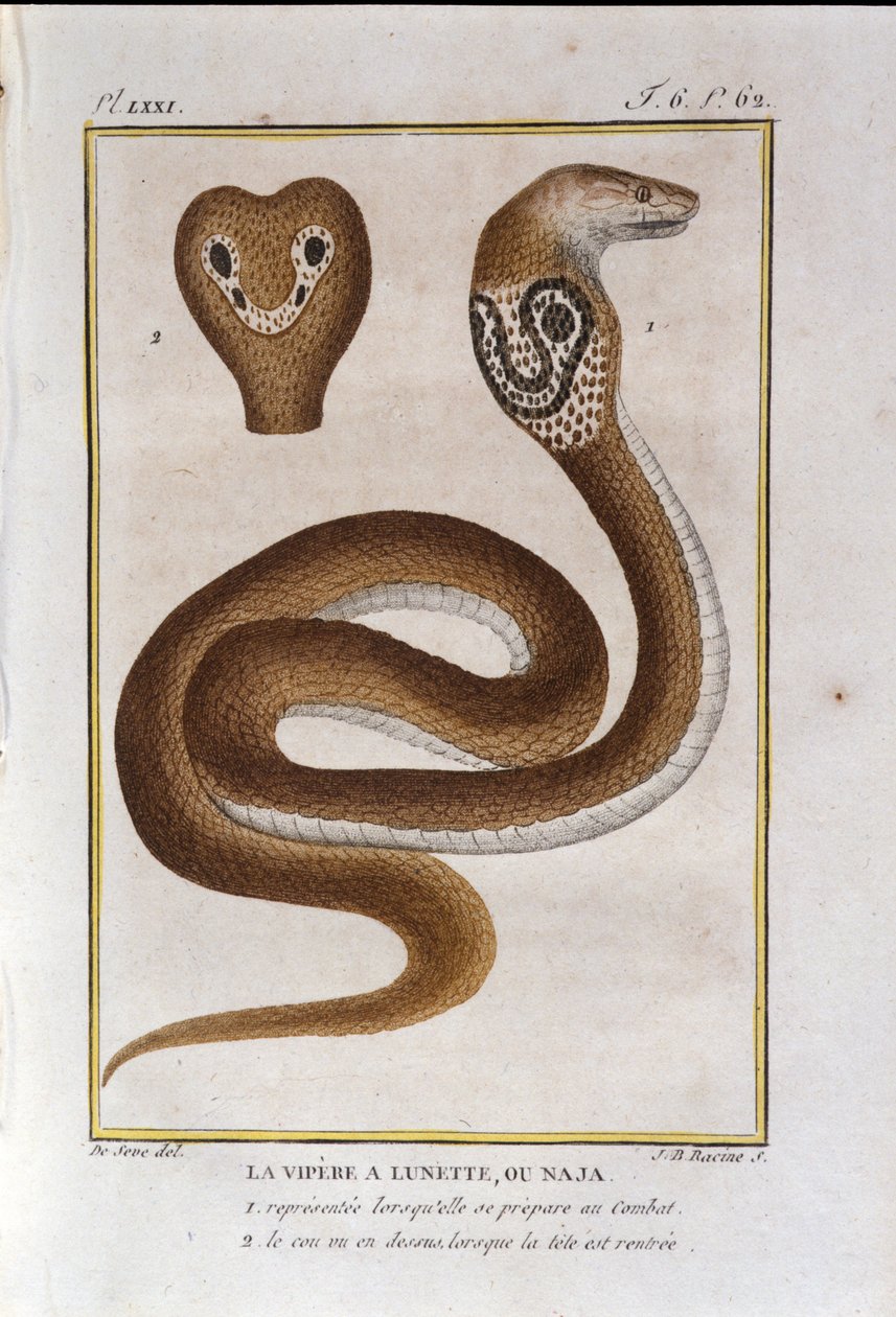 Żmija bezelowa lub Naja. Tabliczka zaczerpnięta ze zdrady Historii Naturalnej „Dzieła Buffona” autorstwa przyrodnika Georgesa Louisa Leclerca, hrabiego Buffon (1707 - 1788). 19 wiek autorstwa Unknown artist