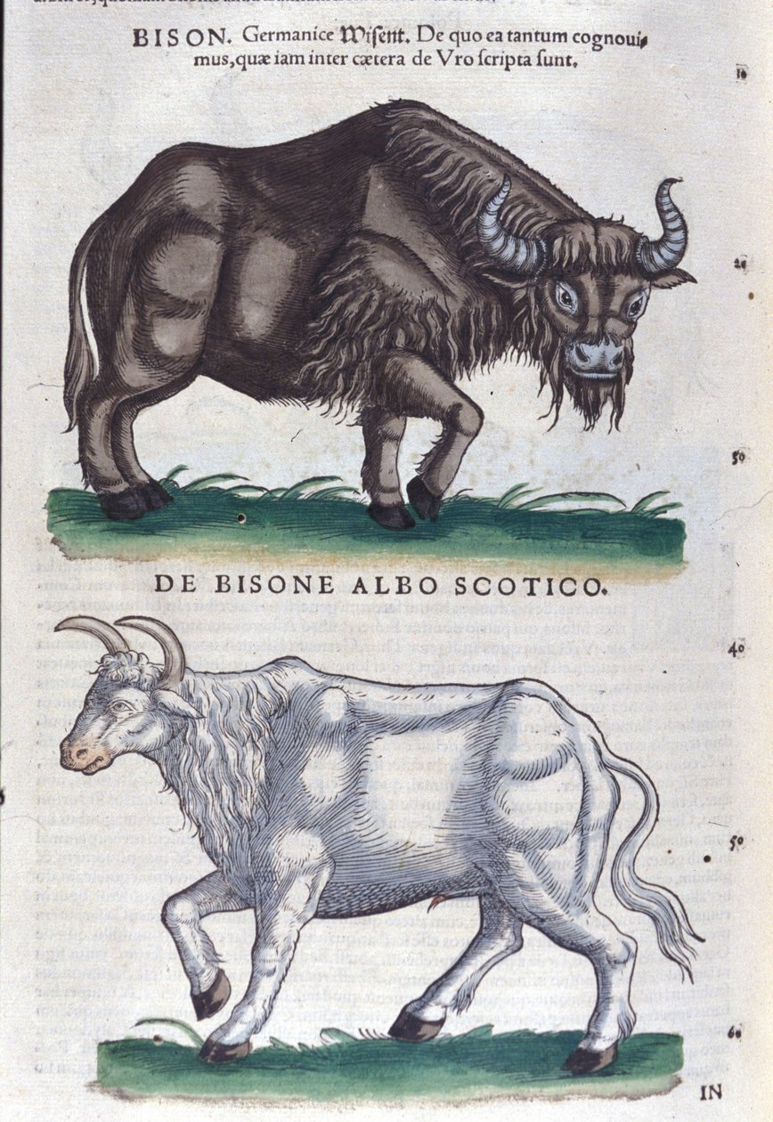 Żubr i biały żubr z Historia animalium Konrada Gesnera, Tiguri autorstwa Unknown artist
