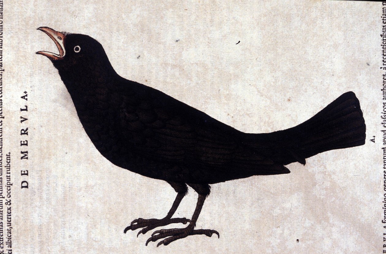 Kos po historii zwierząt Konrada Gesnera, Tiguri autorstwa Unknown artist