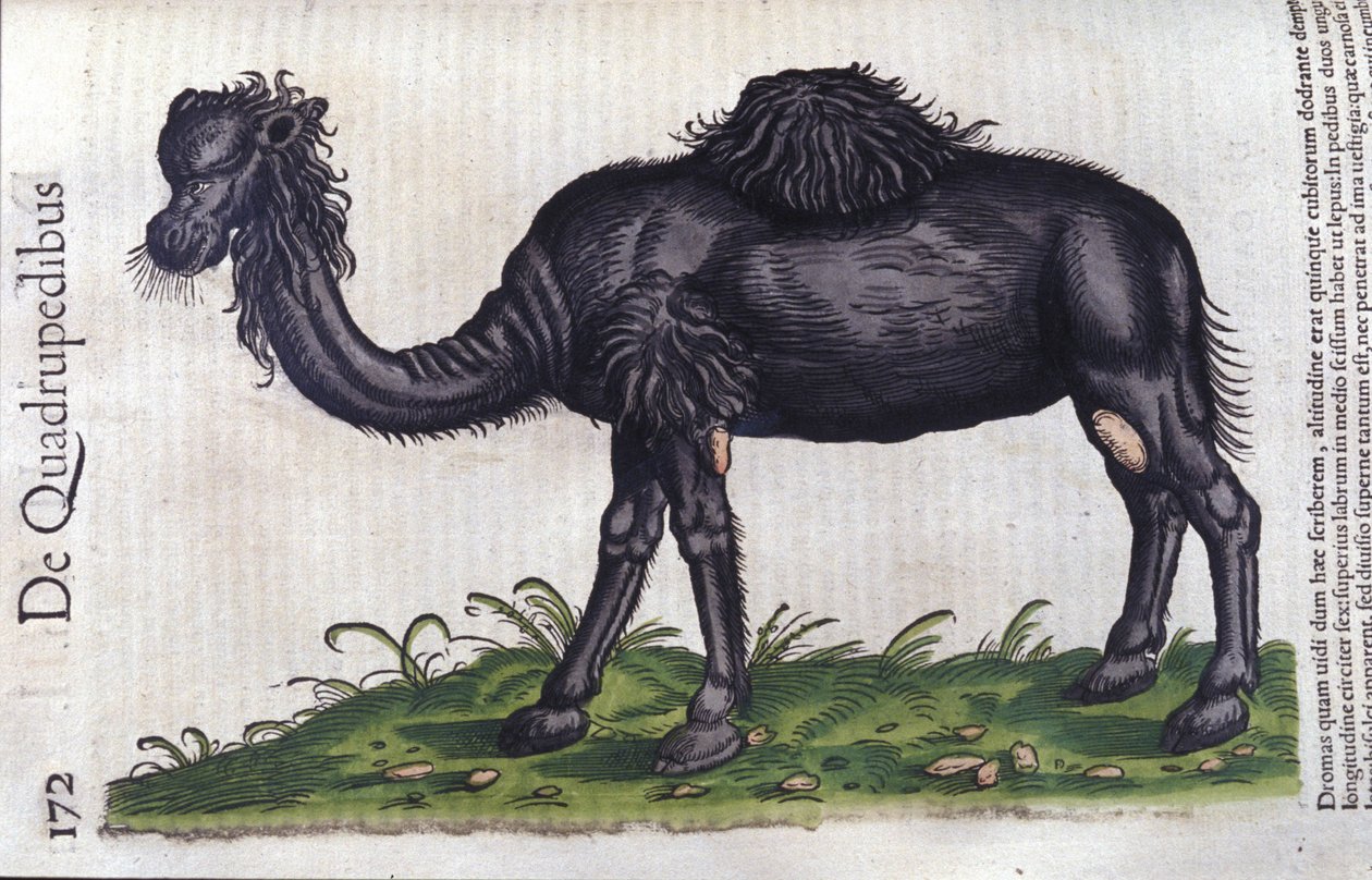 Wielbłąd z Historii zwierząt Konrada Gesnera, Tiguri autorstwa Unknown artist