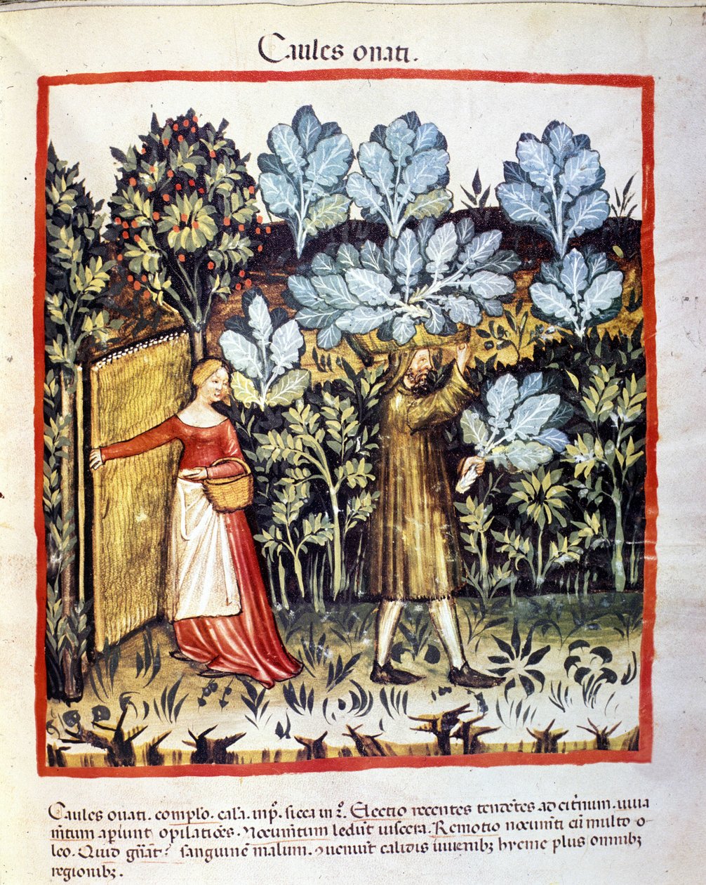Uprawa kwiatu kapusty w ogrodzie warzywnym. Oświetlenie z doju medycyny i dietetyki „”Tacuinum sanitatis”” autorstwa Unknown artist