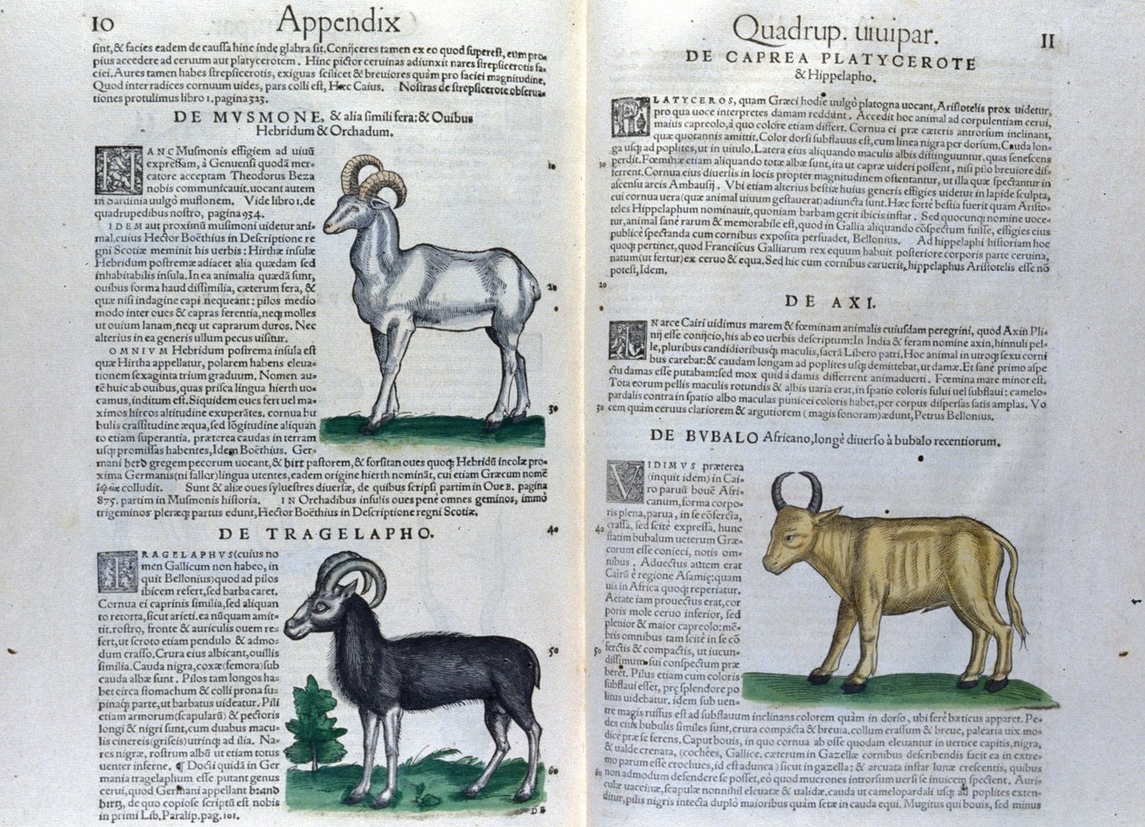 Podwójna strona czworonogów w Historia Animalium Conrada Gesnera (1516-1565), Tiguri autorstwa Unknown artist