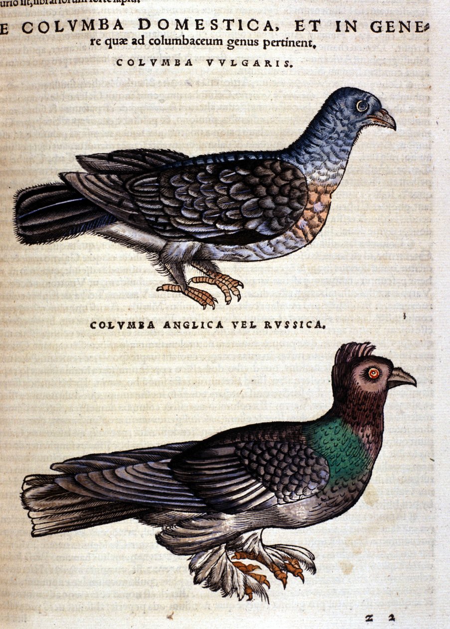 Gołąb według Historii Animalium Conrada Gesnera, Tiguri 1560. Biblioteca Nazionale Braidense. Mediolan autorstwa Unknown artist