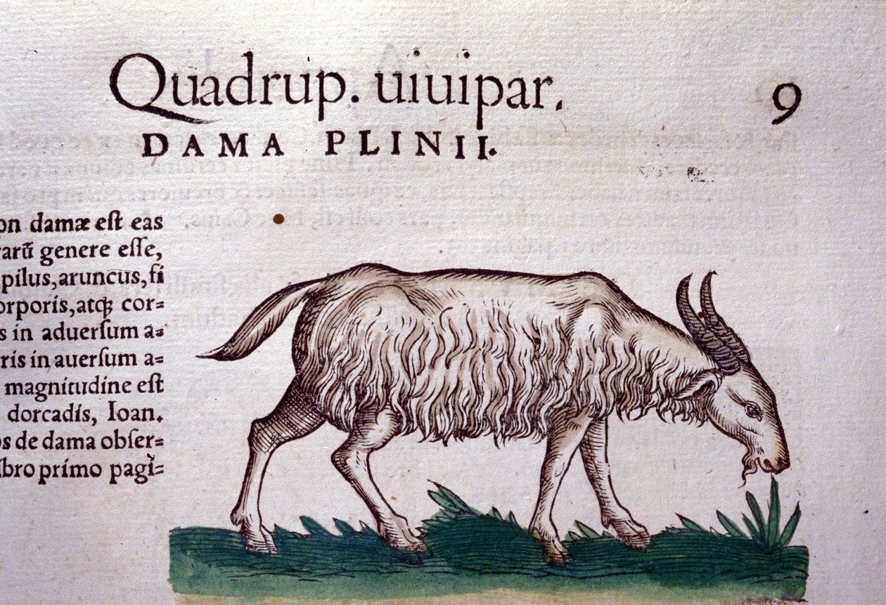 Koza po Historia animalium Konrada Gesnera, Tiguri autorstwa Unknown artist