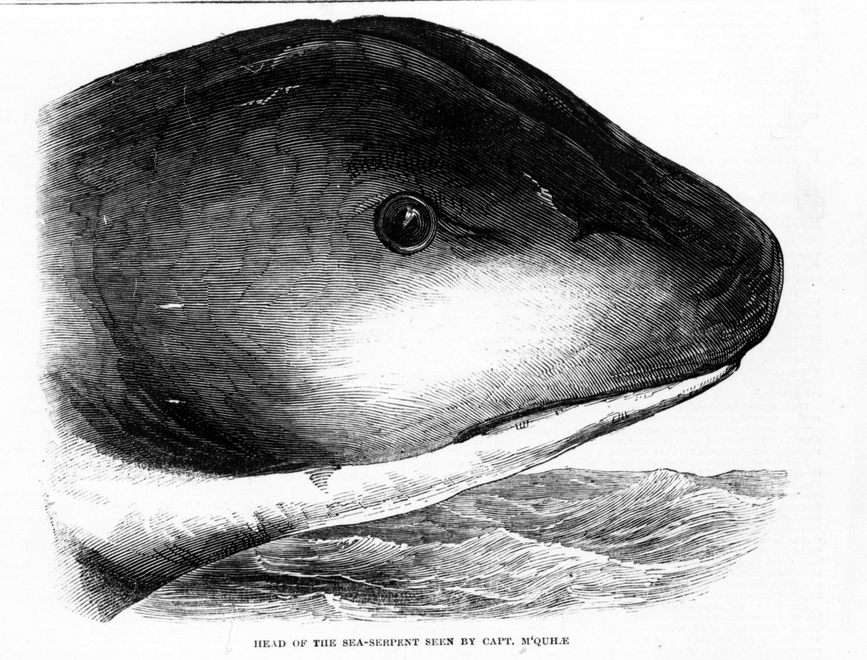 Głowa gigantycznego węża morskiego została zauważona przez załogę HMS Daedalus w 1848 roku. Grawerowanie Era. autorstwa Unknown artist
