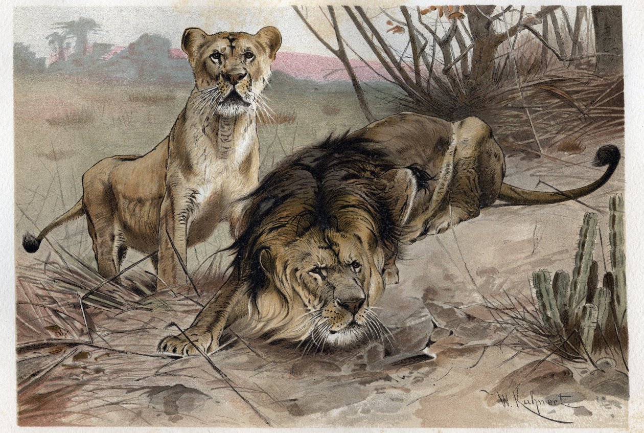 Lew (Panthera leo) - grawer z „”Życie zwierząt Brehma”” Alfreda Edmunda Brehma (1829-1884) autorstwa Unknown artist
