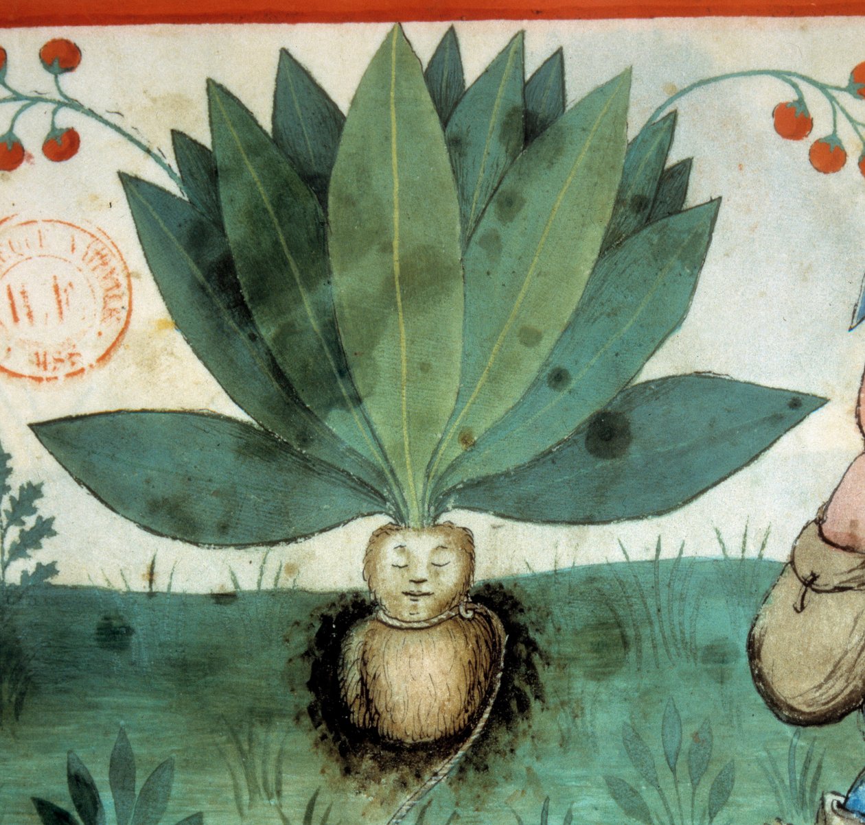 Mandragora. Roślina lecznicza, której często przypisuje się niezwykłe magiczne właściwości. Szczegół zakładu. Oświetlenie z doju medycyny i dietetyki „”Tacuinum sanitatis”” autorstwa Unknown artist