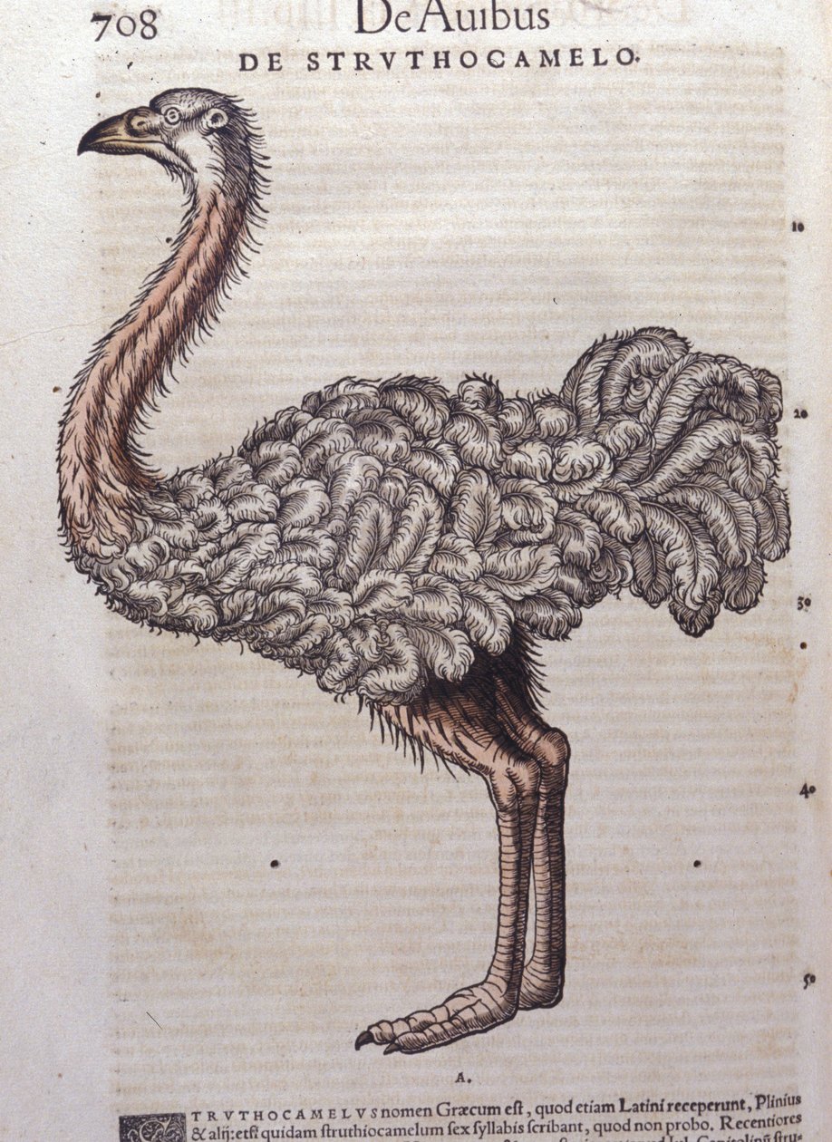 Struś - z historii zwierząt Konrada Gesnera, Tiguri autorstwa Unknown artist