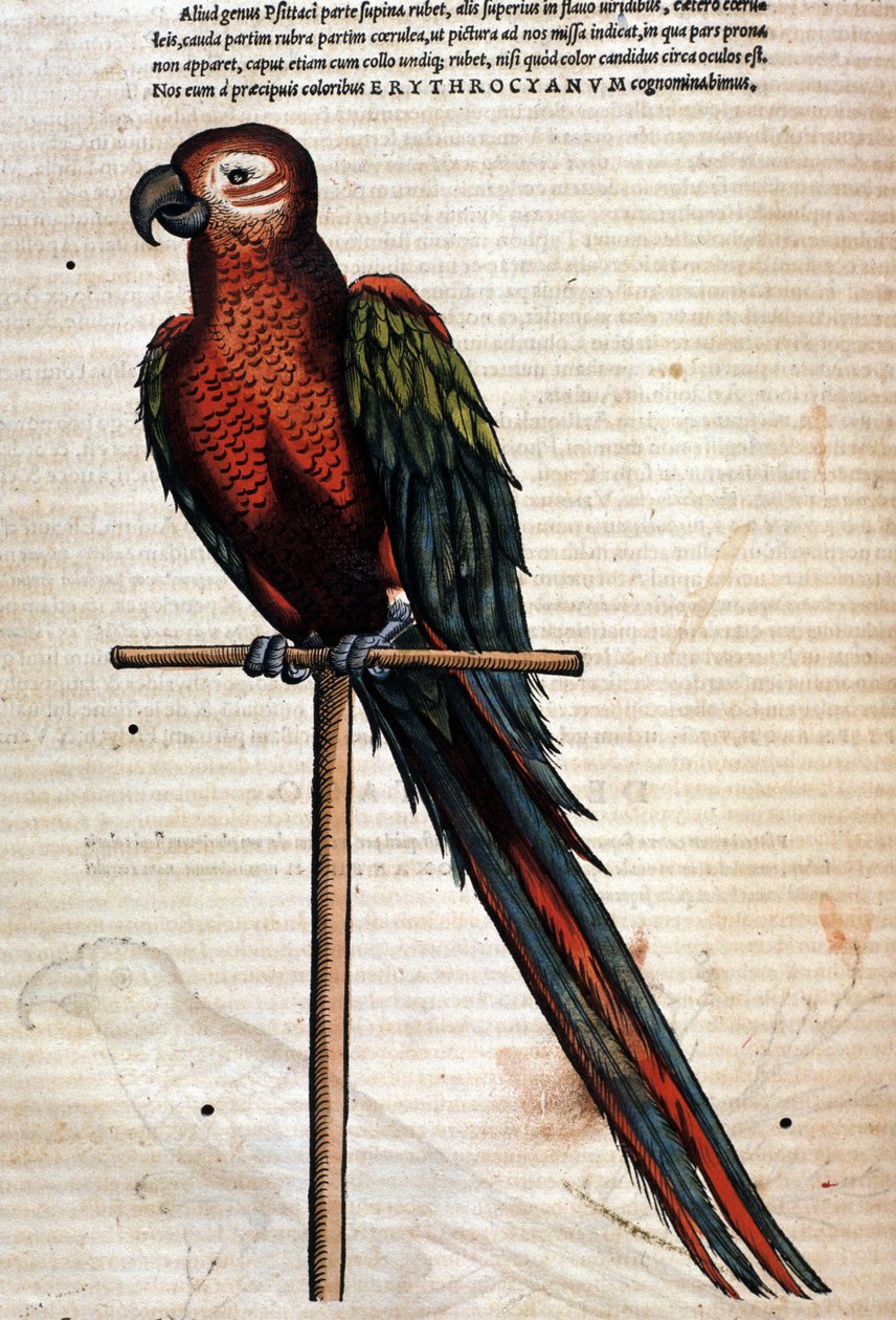 Papuga według Historii Animalium Conrada Gesnera, Tiguri 1560. Biblioteca Nazionale Braidense. Mediolan autorstwa Unknown artist