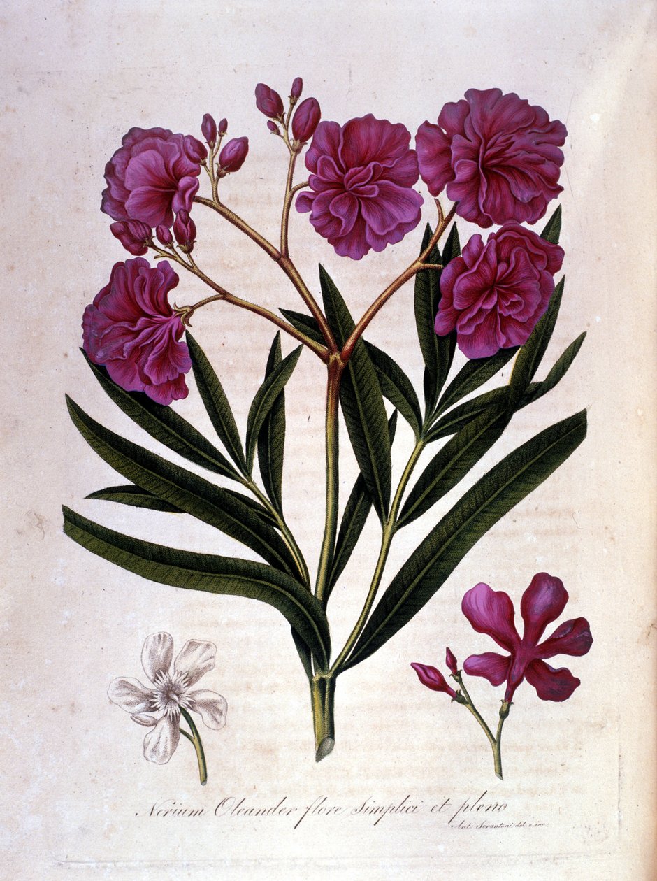 Wawrzyn różowy (oleander) - zielnik z XVIII wieku. autorstwa Unknown artist